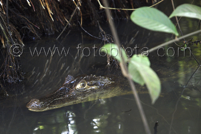  ()     Caiman crocodilus