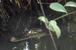 Spectacled Caiman    