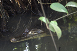 Spectacled Caiman    Caiman crocodilus