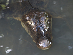 Spectacled Caiman    