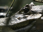 Spectacled Caiman    Caiman crocodilus