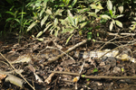 Spectacled Caiman    