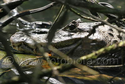  ()     Caiman crocodilus