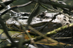 Spectacled Caiman    