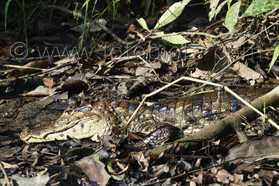  ()     Caiman crocodilus