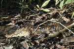 Spectacled Caiman    Caiman crocodilus