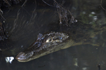 Spectacled Caiman    Caiman crocodilus