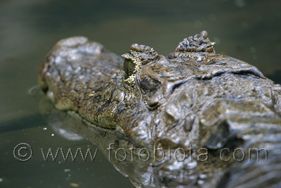  ()     Caiman crocodilus