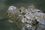 Крокодилов (очилат) кайман    Caiman crocodilus