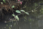 Spectacled Caiman    