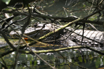 Spectacled Caiman    