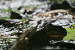 Spectacled Caiman    