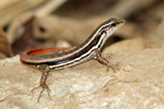 Dussumier's Forest Skink    Sphenomorphus dussumieri