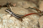 Dussumier's Forest Skink    