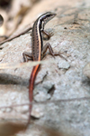 Dussumier's Forest Skink    