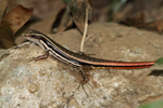 Dussumier's Forest Skink    