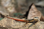 Dussumier's Forest Skink    