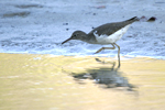 Spotted Sandpiper    Actitis macularius