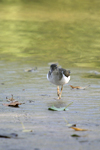 Spotted Sandpiper    Actitis macularius