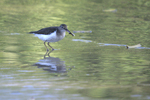 Spotted Sandpiper    Actitis macularius