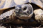 Spur-thighed Tortoise   Testudo graeca