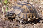 Spur-thighed Tortoise   Testudo graeca