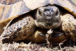 Spur-thighed Tortoise   Testudo graeca