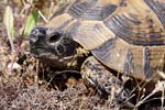 Spur-thighed Tortoise   Testudo graeca