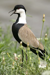 Spur-winged Lapwing   