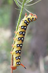 Spurge Hawk-moth   34.Hyles euphorbiae