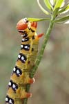 Spurge Hawk-moth   