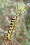 Spurge Hawk-moth   Hyles euphorbiae