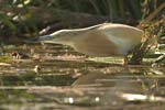 Squacco Heron   