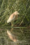 Squacco Heron   Ardeola ralloides