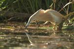 Squacco Heron   