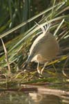 Squacco Heron   