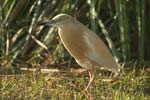 Squacco Heron   