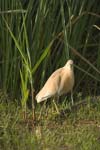 Squacco Heron   Ardeola ralloides