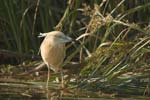 Squacco Heron   