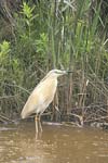 Squacco Heron   