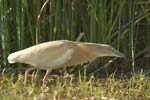 Squacco Heron   