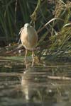 Squacco Heron   Ardeola ralloides