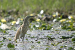 Squacco Heron    Ardeola rallodes 