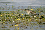 Squacco Heron    Ardeola rallodes 