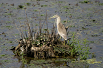 Squacco Heron    