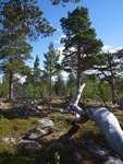 .      Stabbursdalen National Park 