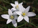 Star of Bethlehem   Ornithogalum sp.