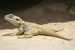 Starred Agama   