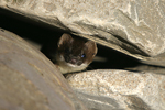 Stoat    Mustela erminea 