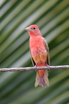 Summer Tanager    